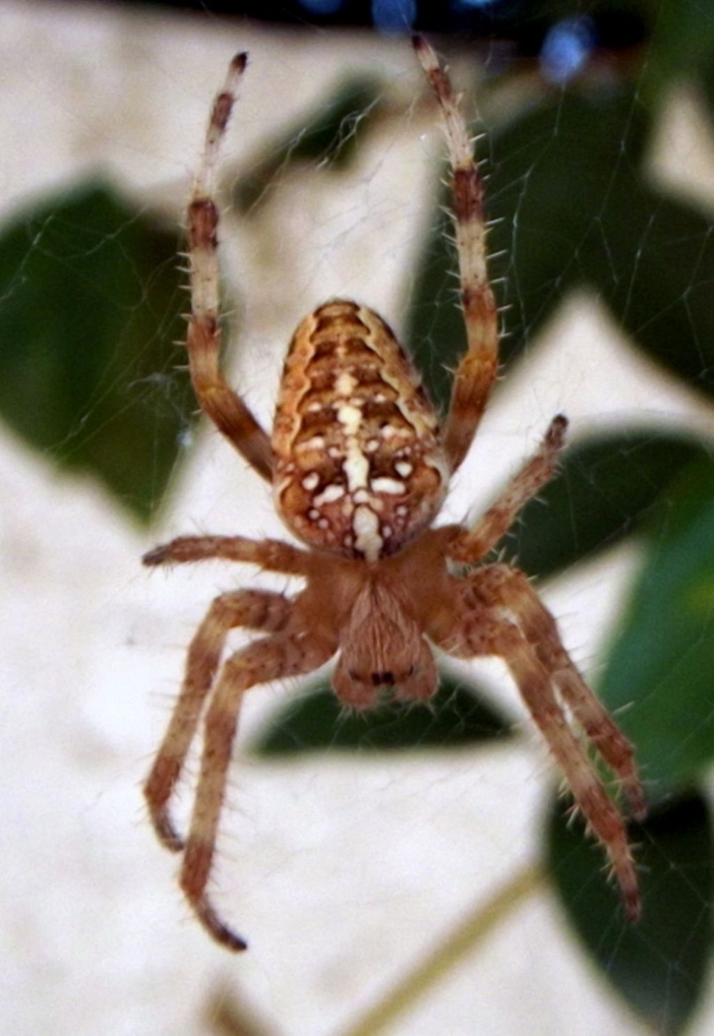 Araneus angulatus, Araneus diadematus - Montalbano Jonico MT